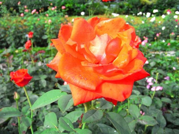 【奈良ルート発】 宿も!食事も!観光も!まるごとおまかせ 母に捧げるミステリーツアー2日間1